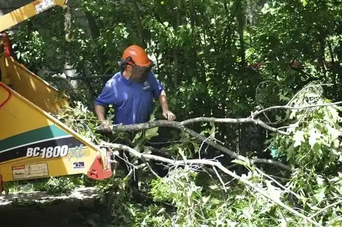 tree services Peculiar